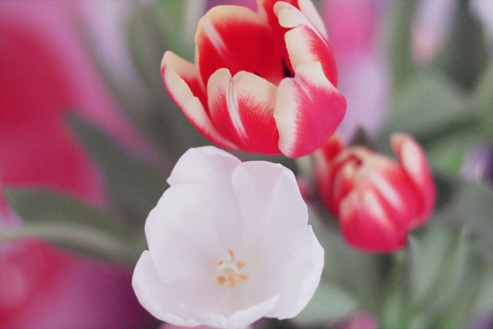 Tulipes rouge et blanche