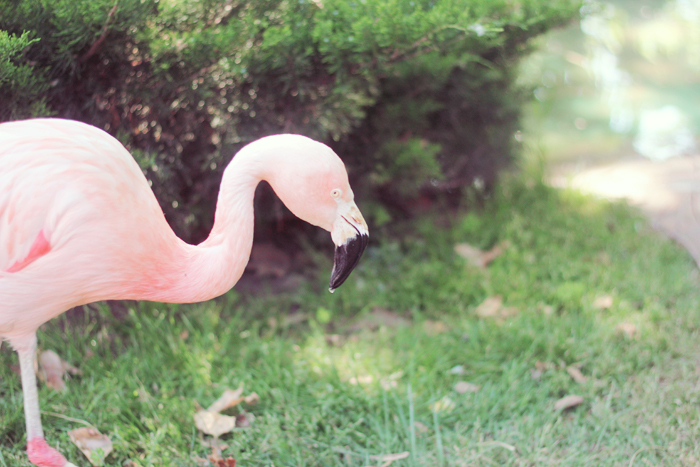 flamand-rose