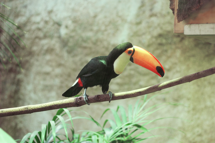 toucan-zoo-barcelone