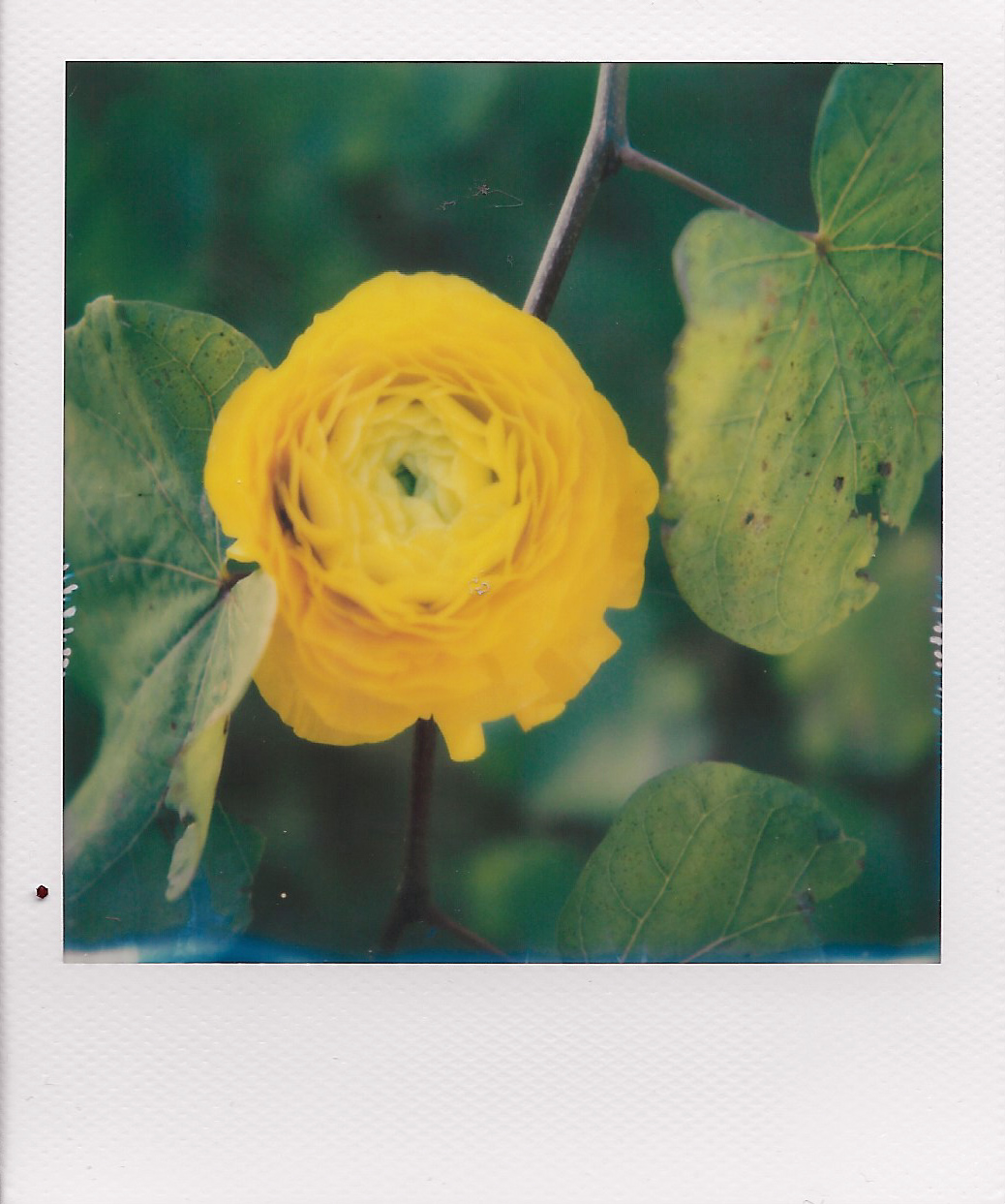 Polaroid mood #flower