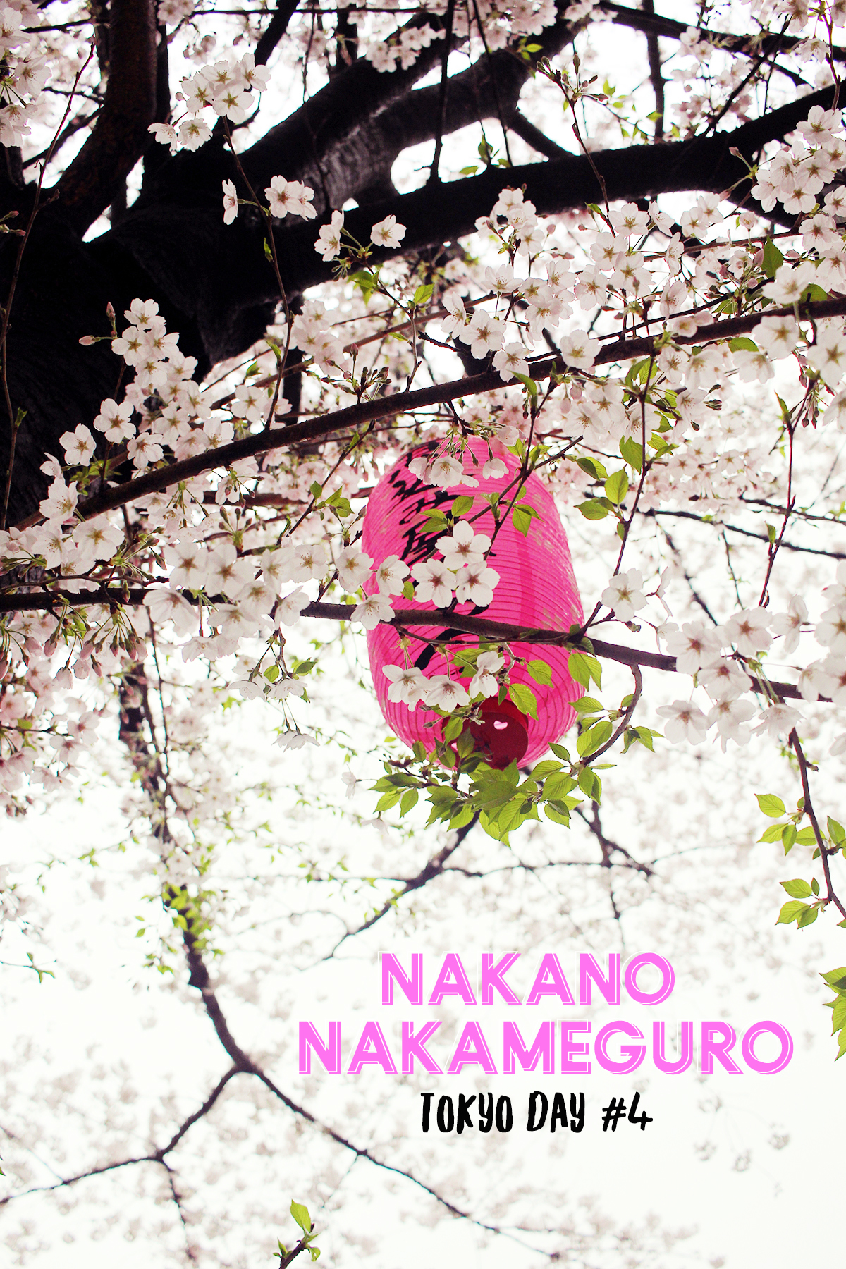 Tokyo mon carnet d’adresses #day 4 Nakano et Nakameguro